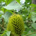 Platycaria longipes fruit